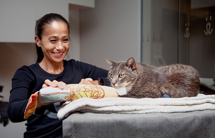 Volunteer Hiromi Nobata smiling and holding a toy out for a gray and white cat