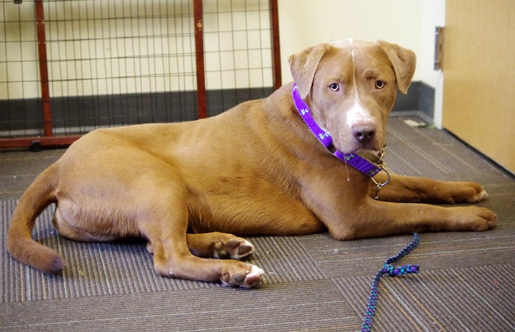 Light brown and white dog lying down on the ground wearing a purple collar