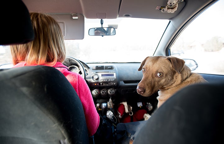 Caregivers discovered that one of Itchy the dog's favorite things in the world is car rides
