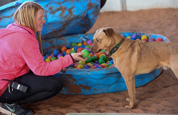 Itchy the dog loves playing in the ball pit at Tara's Run in Dogtown