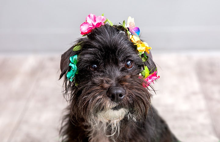 Emerald the dog wearing a flower crown on her head