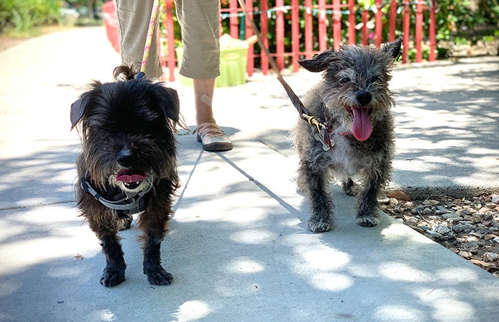 Emerald the dog walking on a sidewalk with another dog