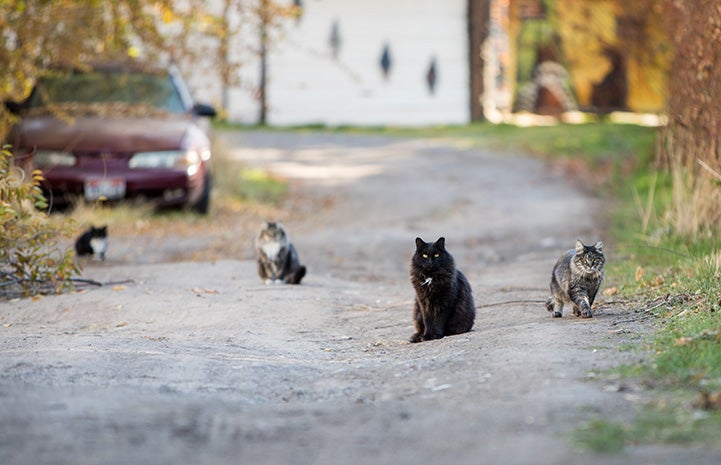 Four community cats sitting on a driveway with a car behind them