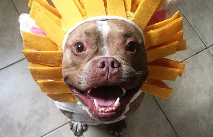 Brown dog wearing lion hat