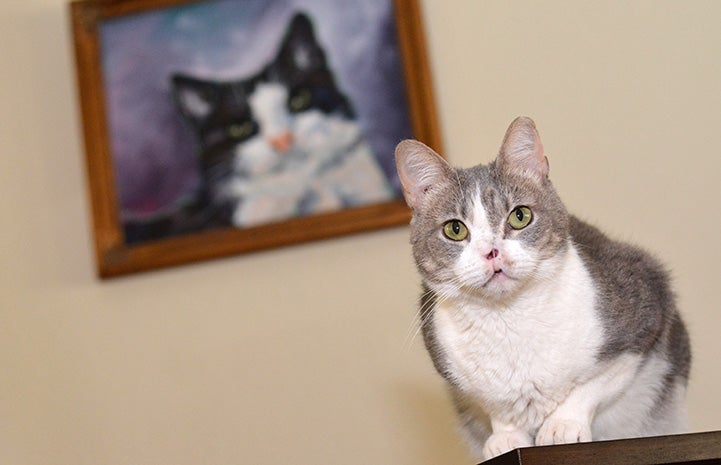 Cat missing a nose sitting on a table with a painting of a cat behind her