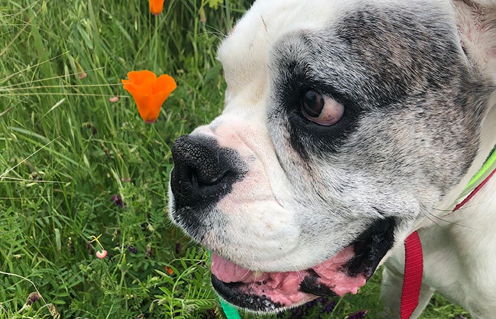 Gomer the boxer on a walk with grass and flowers behind him