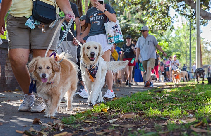 Dog and people walking during the 2017 Los Angeles Strut Your Mutt dog walk and festival