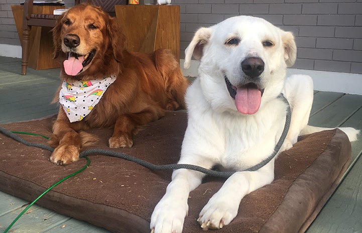 Norah the dog lying next to another dog on a bed