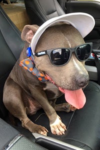 Tanker B. Jones the Staffordshire terrier dog wearing sunglasses and a hat