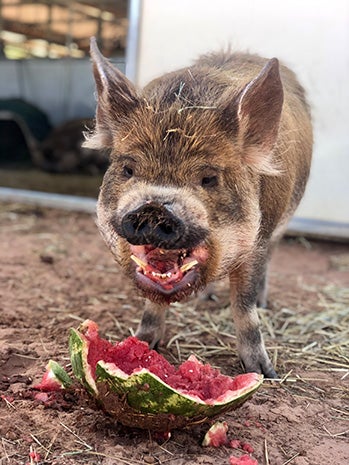 Corwin the pig eating watermelon
