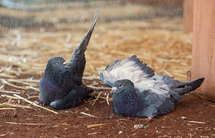 Two pigeons enjoying the fine spray of a shower