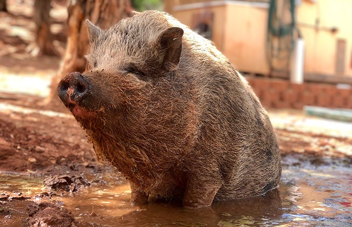 Poppy the pig sitting in a mud puddle