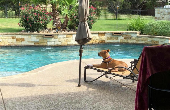After being adopted from the Williamson County Regional Shelter, Ranger the dog makes himself at home by his new family’s pool