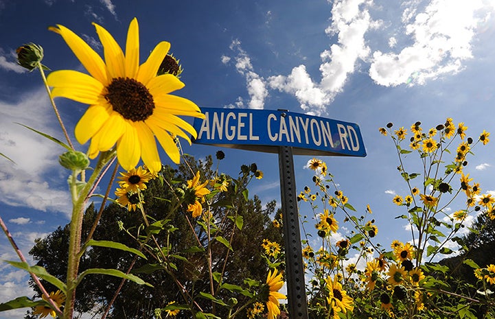 Sunflowers growing next to an Angel Canyon Road street sign