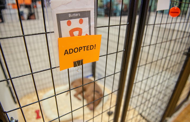An Adopted! sign on the front of a dog kennel at the New York Super Adoption