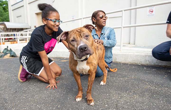 Woman and girl on the ground petting a brown and white pit bull terrier who is looking at the camera