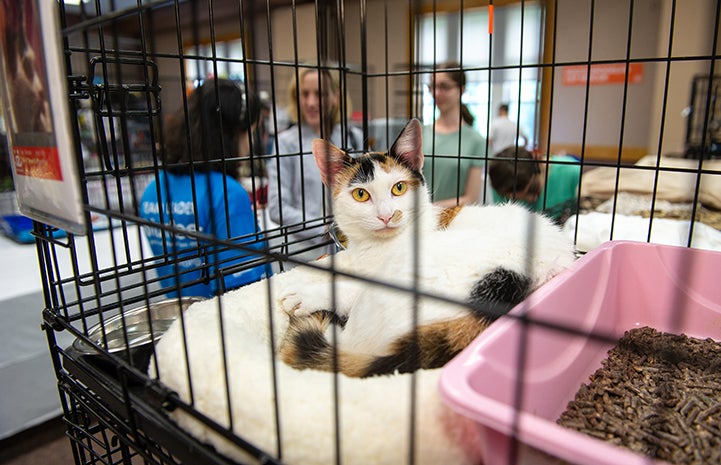 Calico cat with yellow eyes looking at the camera from in a kennel at the New York Super Adoption