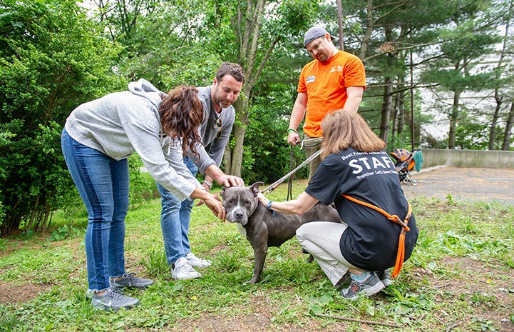 Group of people, including a staff member and volunteer, leaning over to pet a gray and white pit bull terrier