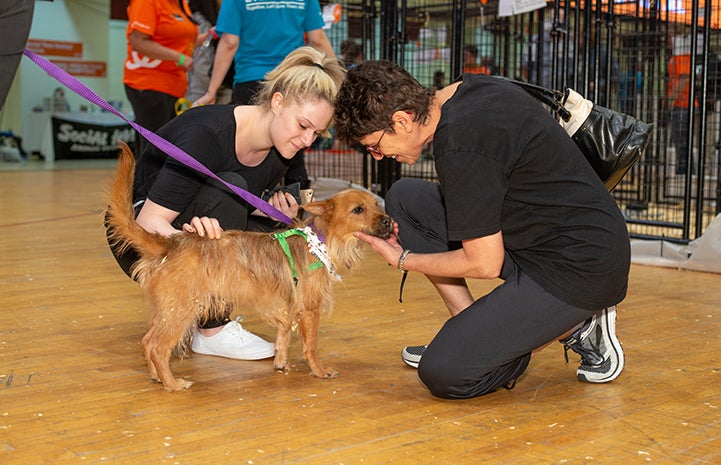 Pair of people kneeling down to pet a brown fluffy dog at the New York Super Adoption