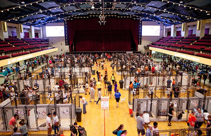 New York Super Adoption crowd from above at the Westchester County Center