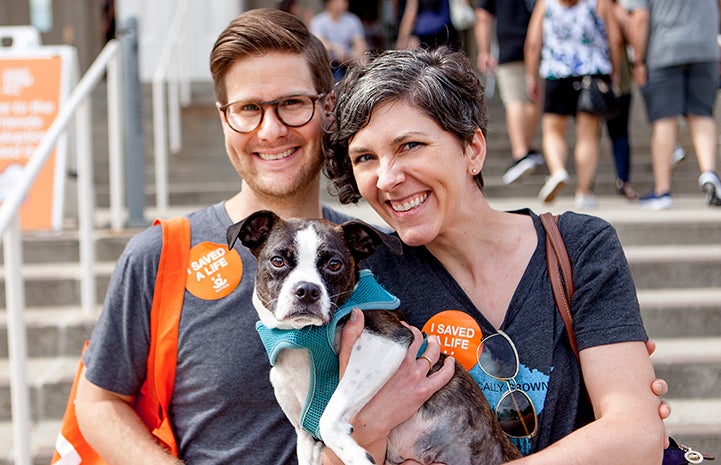 Russ and Sara holding Chickpea, a Boston terrier-type dog, who they adopted at the New York Super Adoption