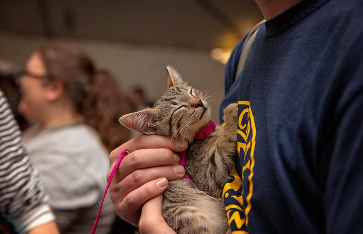 Person holding a sleeping brown tabby kitten to his or her chest at the NKLA Super Adoption