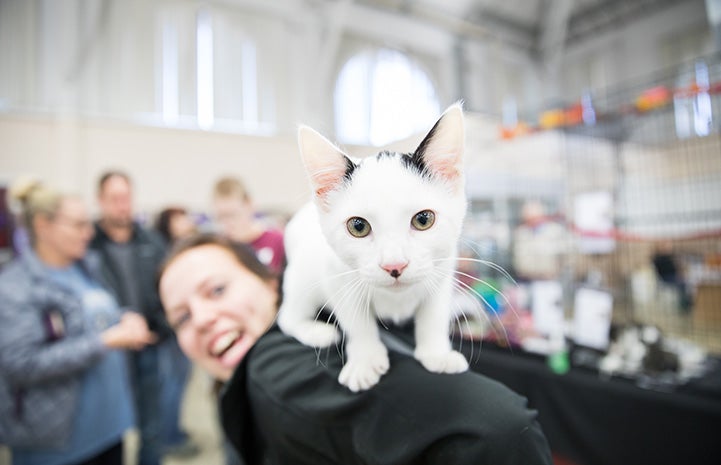 White and black kitten on the back of a smiling woman at the NKUT Super Adoption