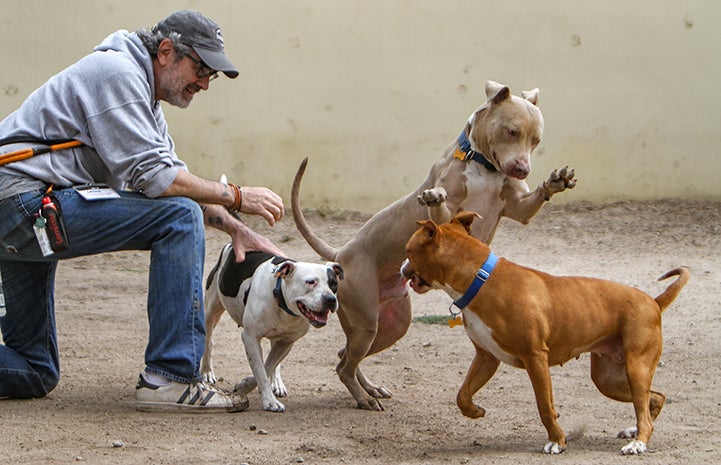 Volunteer Layne Dicker supervising a playgroup with three dogs