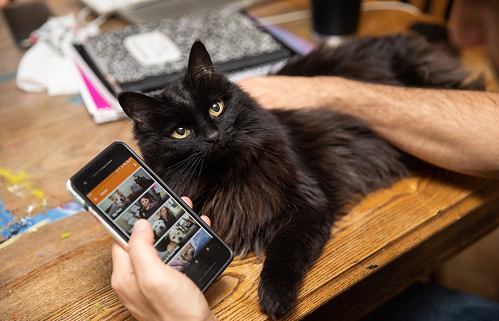 Person holding a cell phone featuring the Vet Access app next to a longhaired black cat