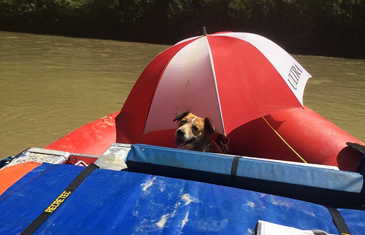 The rafters finally made it downstream with Juanita the dog, to where they could get her help