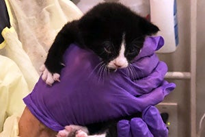 Candycane the tiny black and white kitten being held by gloved hands