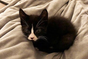 Candycane, a small black and white kitten, lying on a blanket