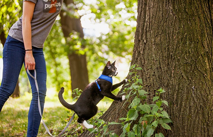 Woman taking Candycane the kitten on a walk on a leash while he checks out the base of a tree