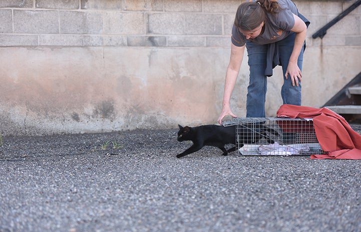 Woman bending over and letting a black cat out of a humane trap