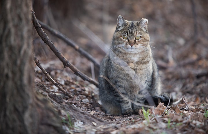 Plump tabby community cat with a tipped ear in the woods
