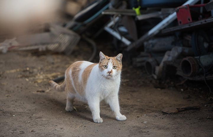 A white and orange community cat with an ear tip