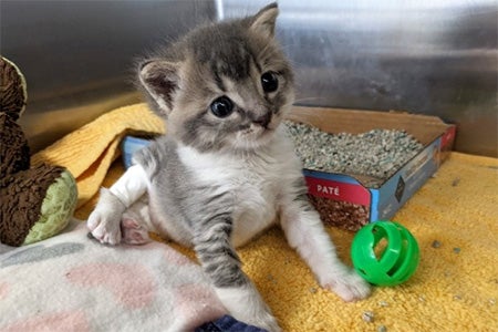 Kramer the kitten in his kennel on blankets, by a toy, and in front of his litter pan