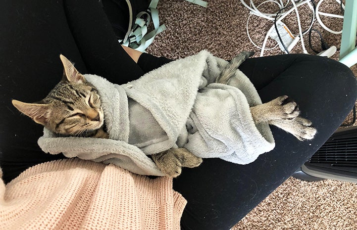 Lincoln the tabby kitten wrapped in his favorite blankie
