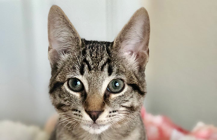 The face of Lincoln, a brown tabby kitten