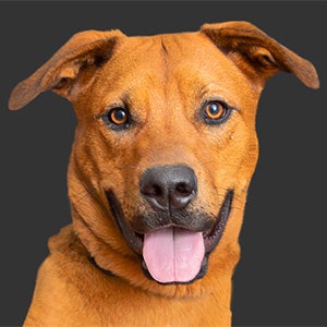 Tan dog with tongue out and paw hanging