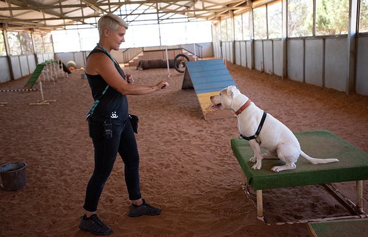 Amie the caregiver giving hand signals to Ludwig the dog at an agility course