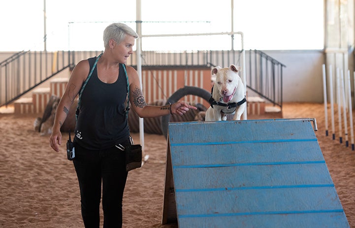 Aime the caregiver working on agility with Ludwig the dog