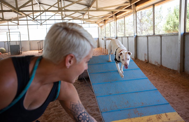Ludwig running down an A-frame on an agility course under the direction of caregiver Aime