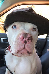 Ludwig the dog wearing a baseball hat while sitting in a car