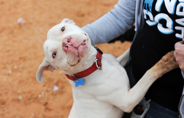 teaching-a-dog-american-sign-language-best-friends-animal-society