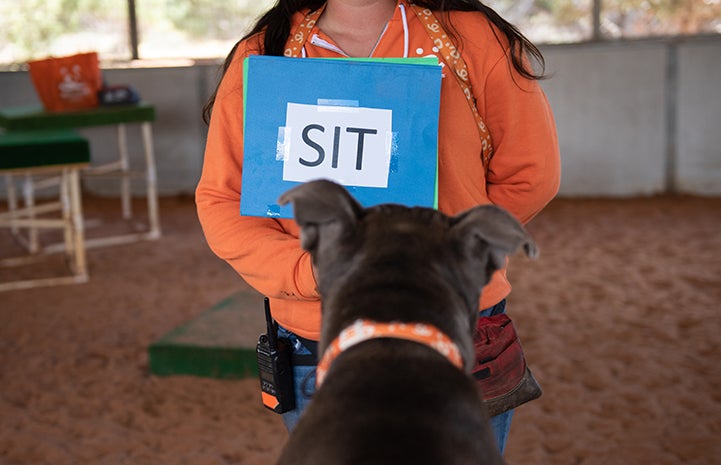 The back of Moose the dog's head as he looks at a sign that says "SIT" held by a person