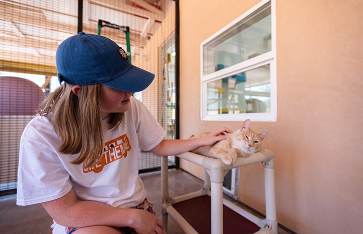 Gianna Richason petting an orange tabby cat who is lying in a bed at cats in Cat World