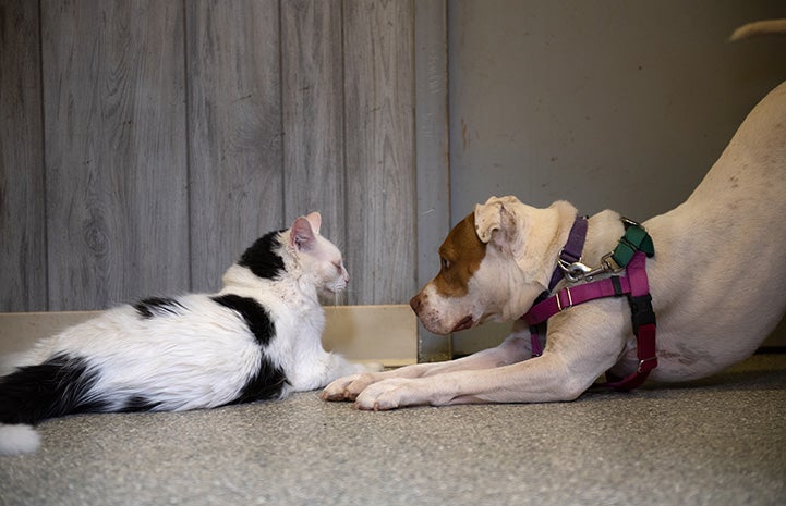 Taquito the dog play bowing in front of Rango the cat