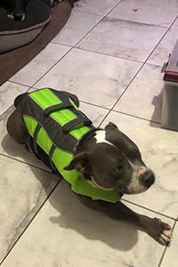 Benny the dog wearing a green vest
