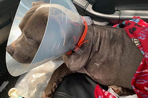 Benny the dog wearing a cone after his front leg was amputated